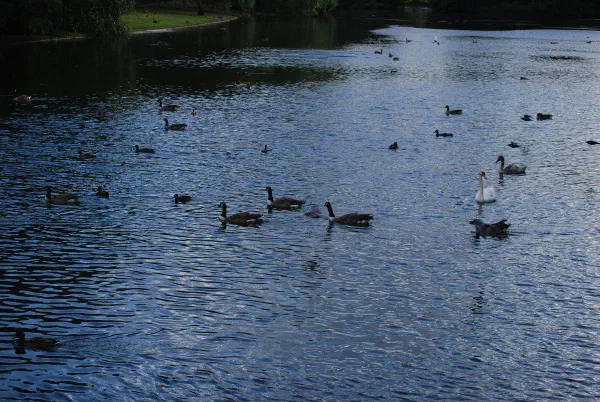 Lots of water birds at St. James