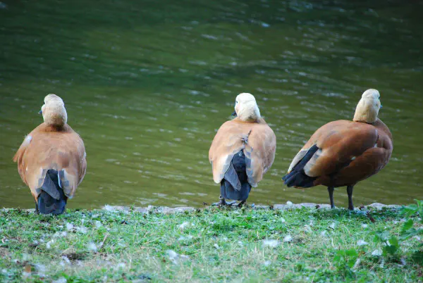 Ruddy shelducks