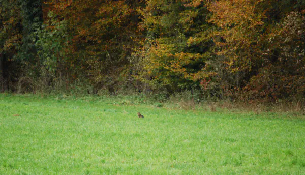 Some type of cat strolling through the field