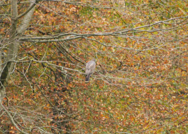 Common buzzard