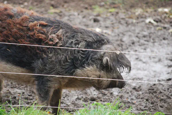 Mangalitsa; either Luise or Pauline