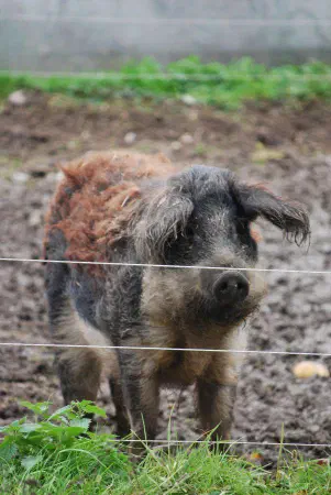 Mangalitsa; either Luise or Pauline
