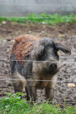 Mangalitsa; either Luise or Pauline