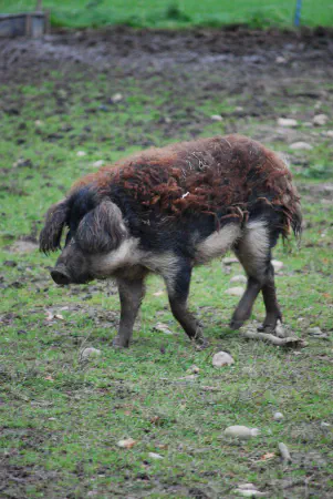 Mangalitsa; either Luise or Pauline
