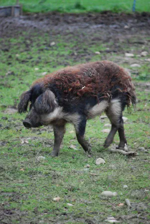 Mangalitsa; either Luise or Pauline