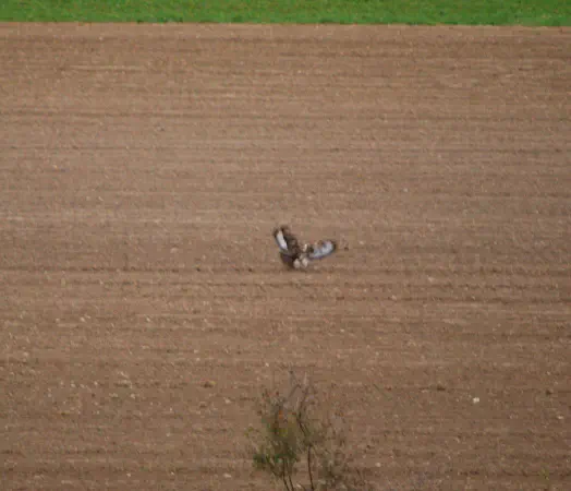 Two common buzzards