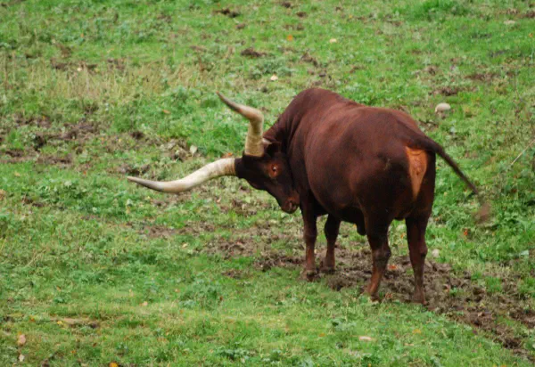 Texas longhorn