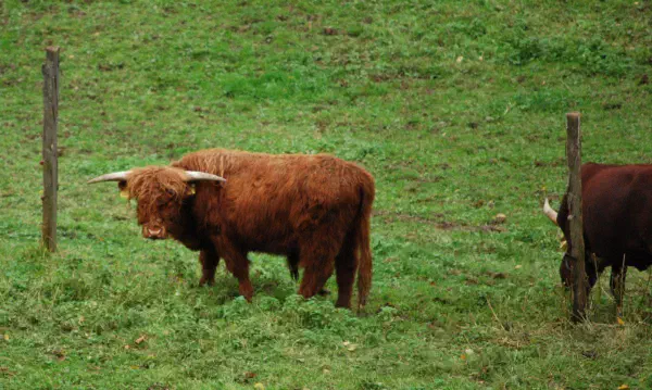 Highland cattle (left) and a Texas longhorn (right) alongside in a field