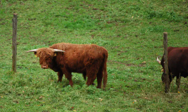 Highland cattle (left) and a Texas longhorn (right) alongside in a field