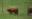 Highland cattle (left) and a Texas longhorn (right) alongside in a field