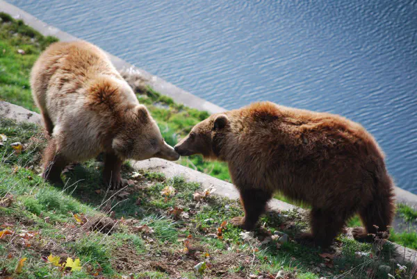 Probably Ursina and Berna (both 140kg), the two daughters of Bj&ouml;rk (female, 170kg) and Finn (male, 300kg)