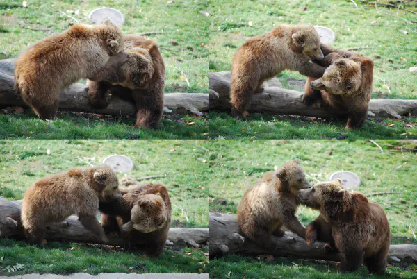 Finn wrestling with one of his daughters