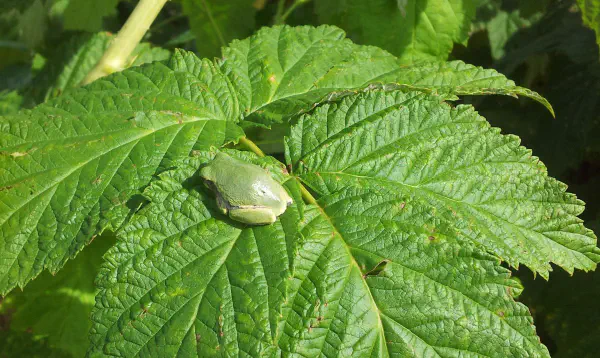 We went raspberry picking and this frog tried to blend in