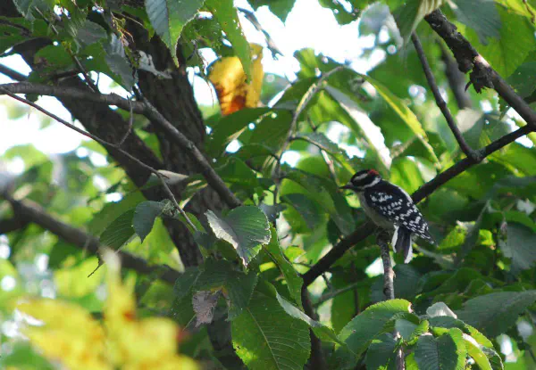 Downy Woodpecker (male)