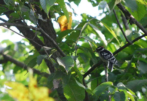 Downy Woodpecker (male)