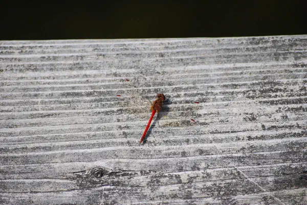 Red sympetrum vicinum