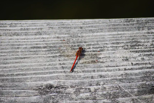 Red sympetrum vicinum