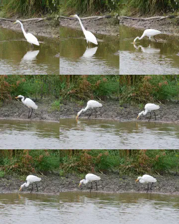 Compilation of a great egret (grote zilverreiger) fishing at Shiawassee National Wildlife Refuge