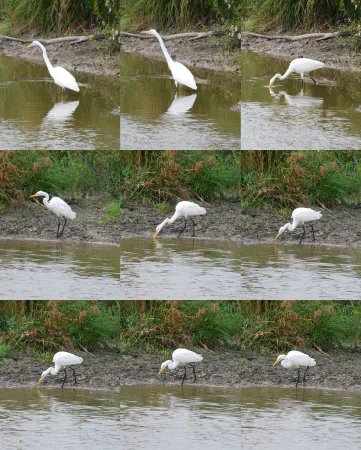 Compilation of a great egret (grote zilverreiger) fishing at Shiawassee National Wildlife Refuge
