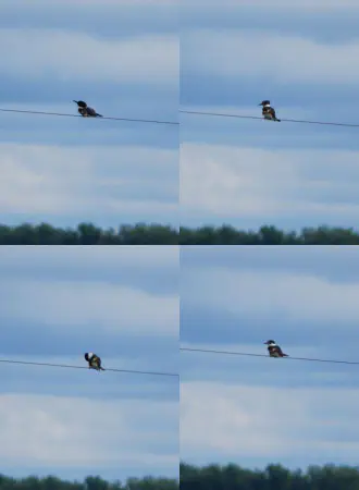 Compilation of a belted kingfisher (bandijsvogel)
