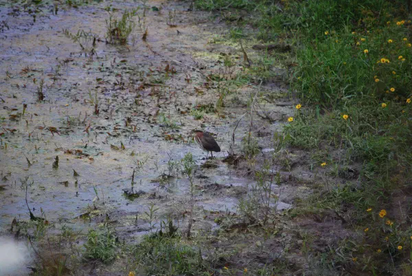 Green heron (groene reiger)