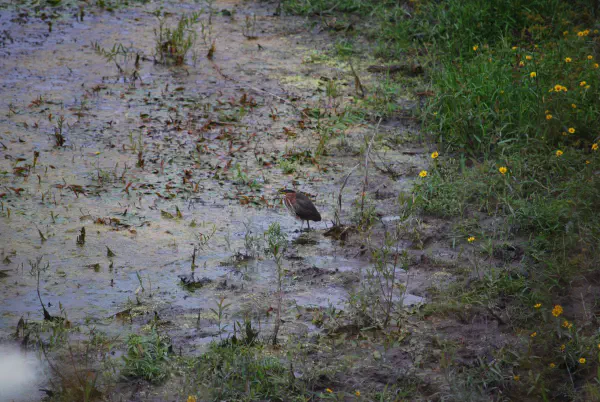Green heron (groene reiger)