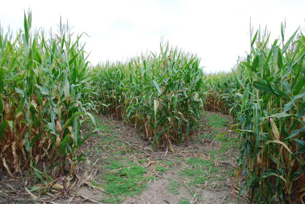 Corn Maze at Alber Orchard and Cider Mill
