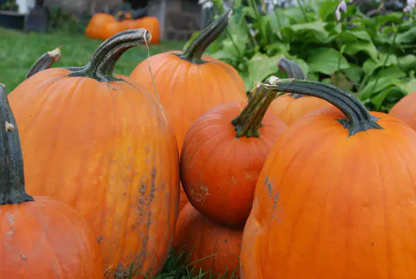 Autumn, time for pumpkins