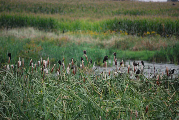 Red-winged blackbirds (epauletspreeuw)