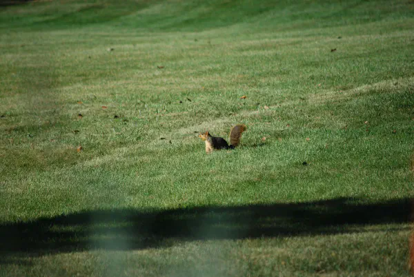 Eastern gray squirrel