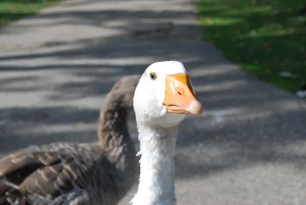 Domestic/Emden goose (greylag goose in the back)