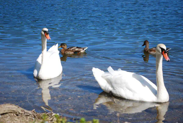 Mute swans (knobbelzwanen) and two mallards (wilde eenden)
