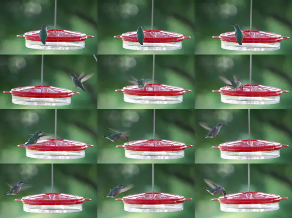 Compilation of a or maybe two ruby-throated hummingbirds (robijnkeelkolibrie) (female)