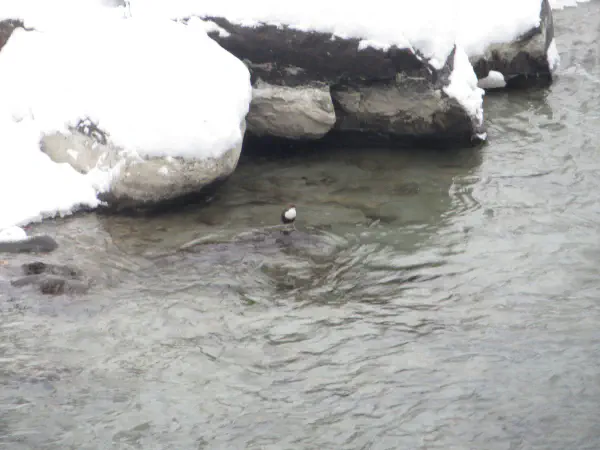White-throated Dipper