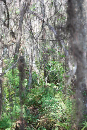 Walking along the boardwalks at Arthur R. Marshall Loxahatchee National Wildlife Refuge