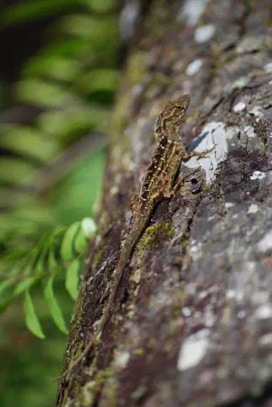 Brown anole