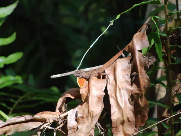 Brown anole in territorial display