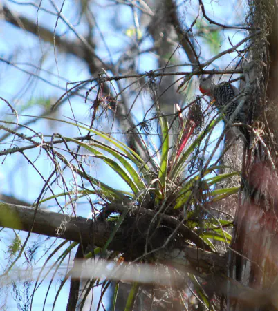 Red-bellied woodpecker (roodbuikspecht)