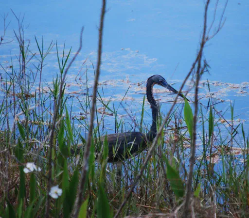 Tricolored heron (witbuikreiger)