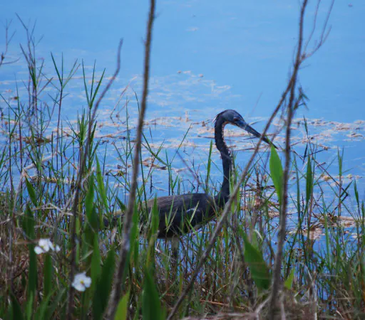Tricolored heron (witbuikreiger)