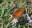 Gulf fritillary (Agraulis vanillae)