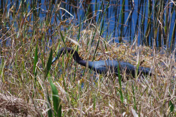 Little blue heron (kleine blauwe reiger)