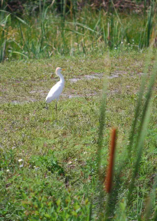 Cattle egret (koereiger)