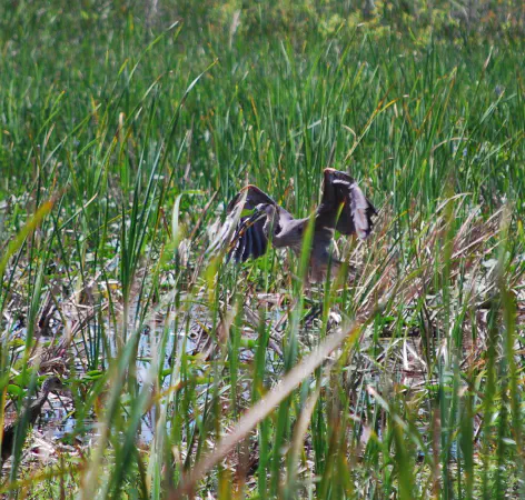 Great blue heron (grote blauwe reiger)