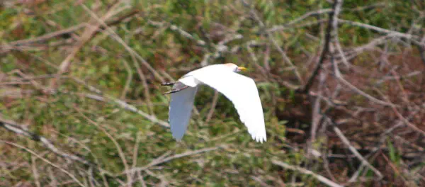 Cattle egret in flight