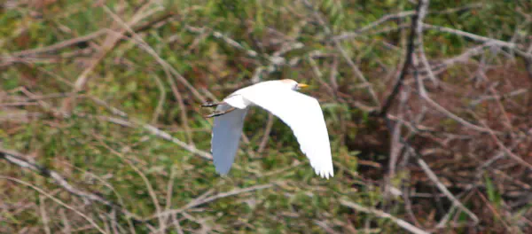 Cattle egret in flight
