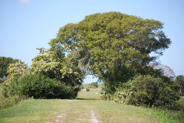 At Loxahatchee a number of acres is dedicated for research for getting the Everglades back to what it was. They experiment for example with salinity and water levels to see what attracks plants and wildlife.