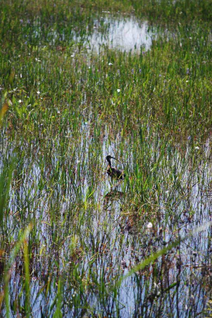 Glossy ibis (zwarte ibis)