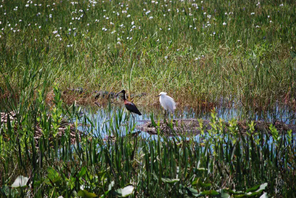 Glossy ibis and snowy egret (kleine zilverreiger)