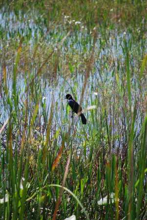 Boat-tailed grackle (bootstaarttroepiaal)